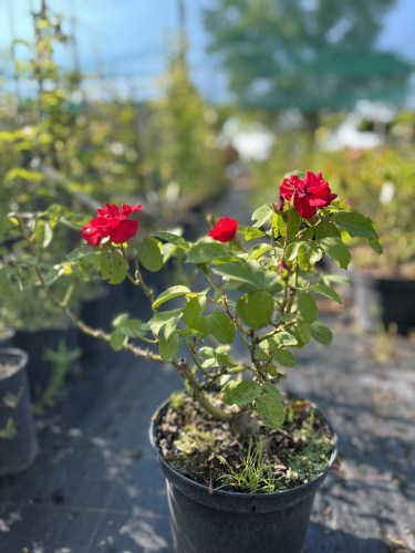 rose shrub 25